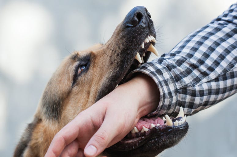Dog_Attack