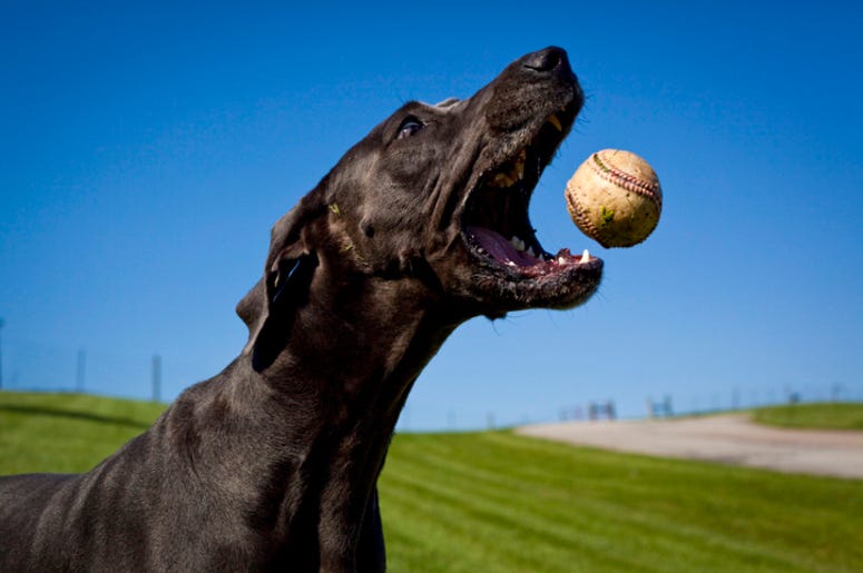 Dog_Baseball