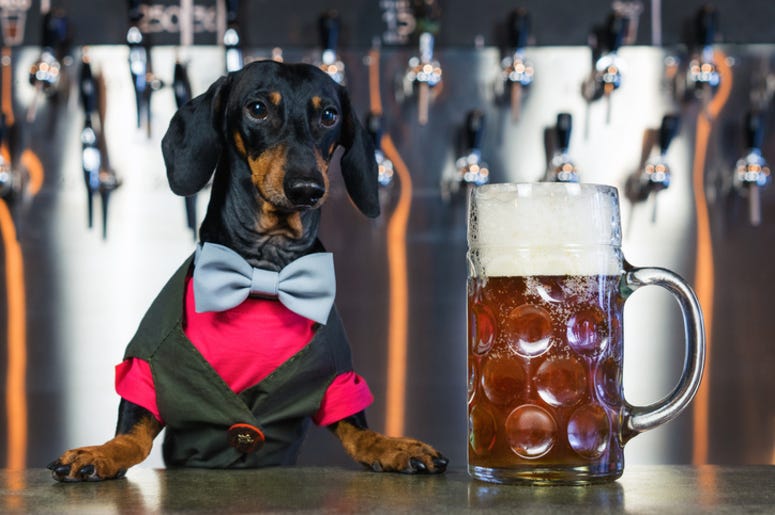 Dog_Beer