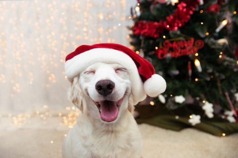 Dog_Christmas