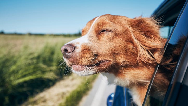 People Love Dogs More Than Humans: Study