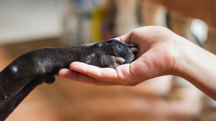 How to start training your pets for your return to work