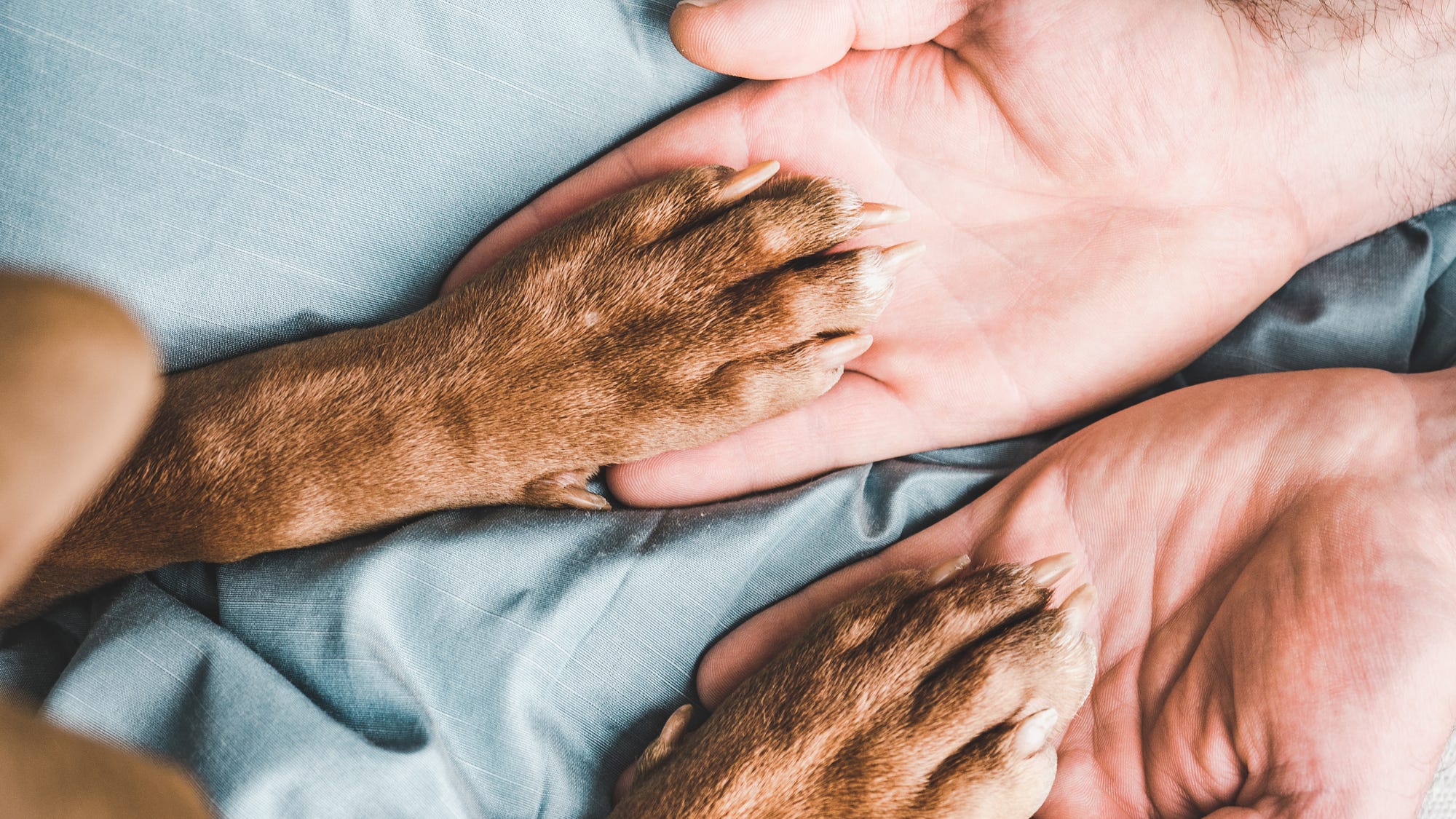 Man pays thousands of dollars to get thief who stole his dog into rehab
