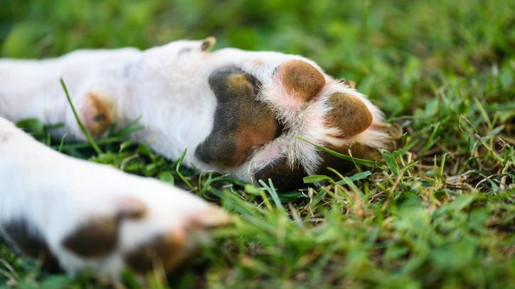 WATCH: 'Most beautiful video in the world' shows puppy playing with butterflies
