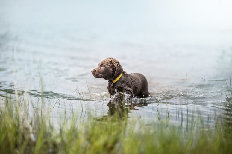 Dog_Pond