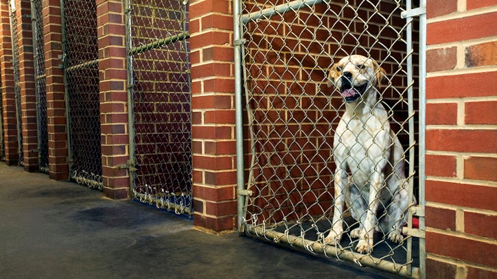 Adorable pit bull who spent 400 days in a shelter finally gets adopted