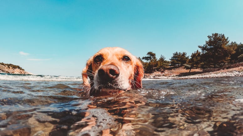 Dog lost in Galveston Bay swims for miles and finds way home