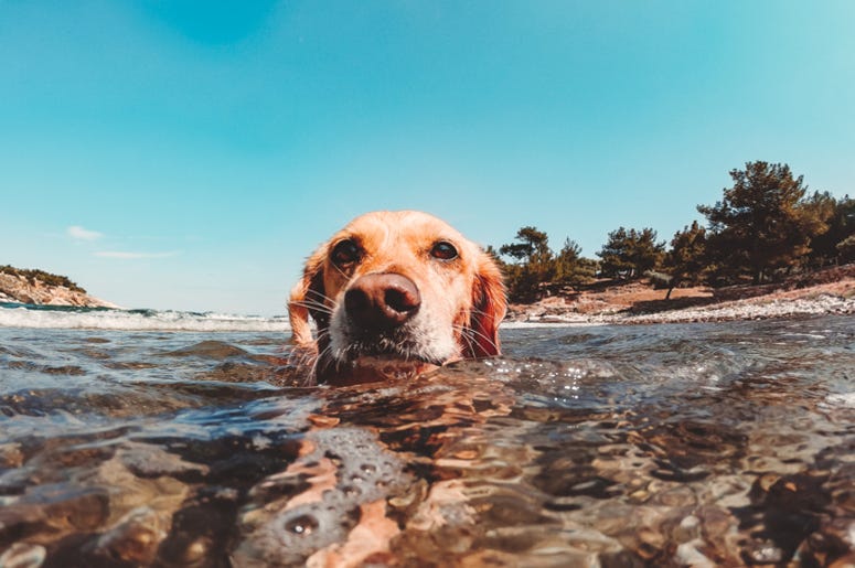 Dog_Swim