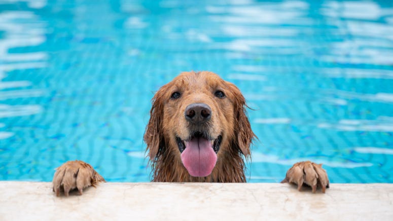 WATCH: Adorable puppy goes viral for living his best life on flamingo pool floatie
