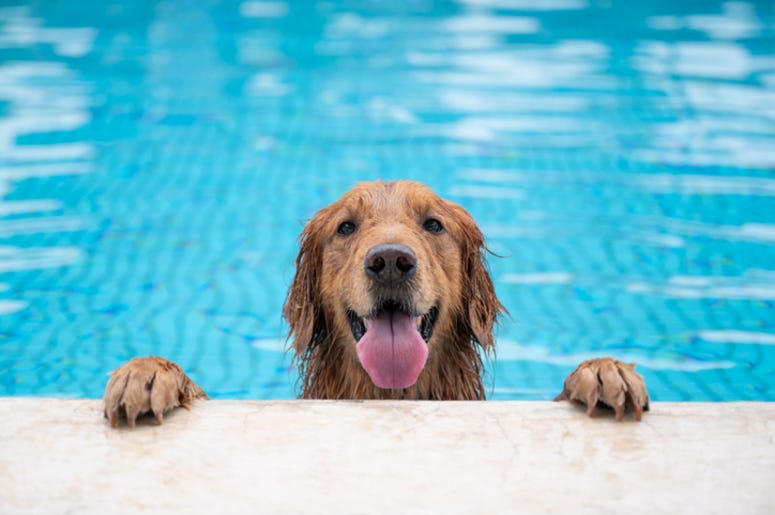 Dog_Swimming