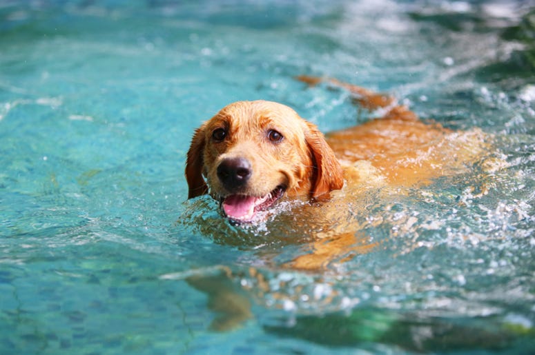 Dog_Swimming