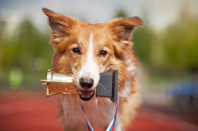 Dog_Trophy