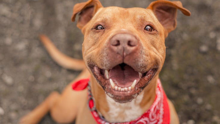 Dogs Can Go Through a Moody 'Teenage' Phase: Study