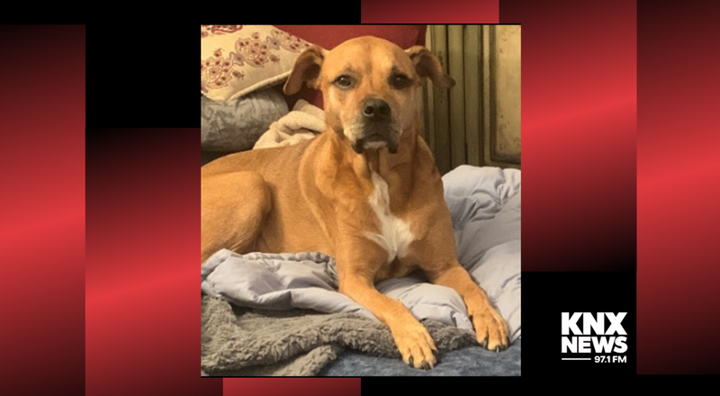 Police say this dog was stolen from his owner inside a North Hollywood convenience store.