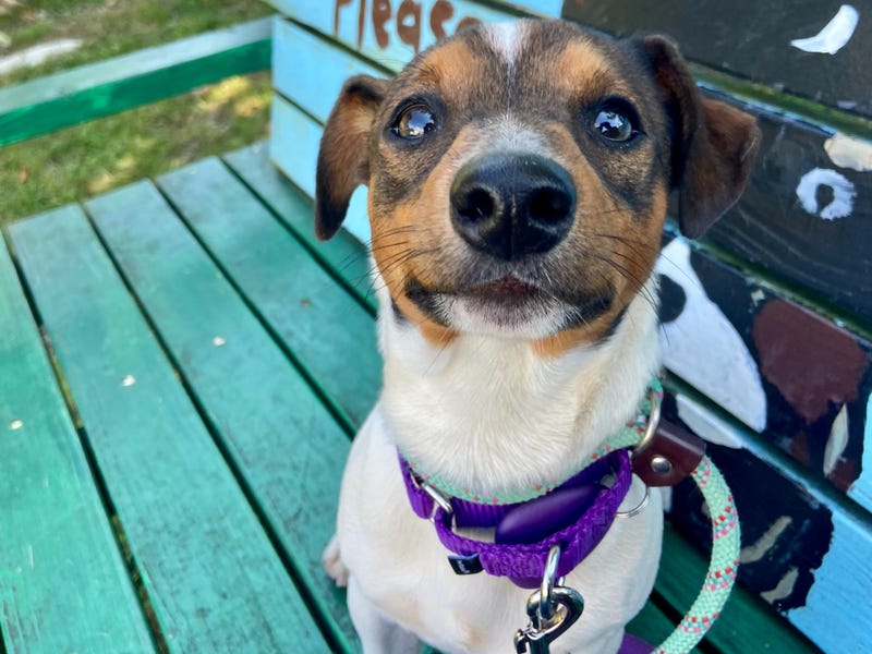 'Monkey' the Jack Russell terrier was rescued after weeks of running on the highways near Newark Liberty International Airport.