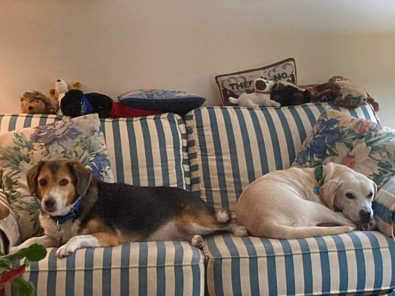 Shyla, a 9-year-old Beagle-Collie mix and Blake, a 7-year-old Beagle-Lab mix