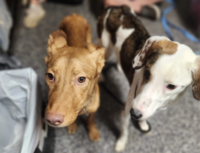 Dogs among 17 animals rescued from a dirty house
