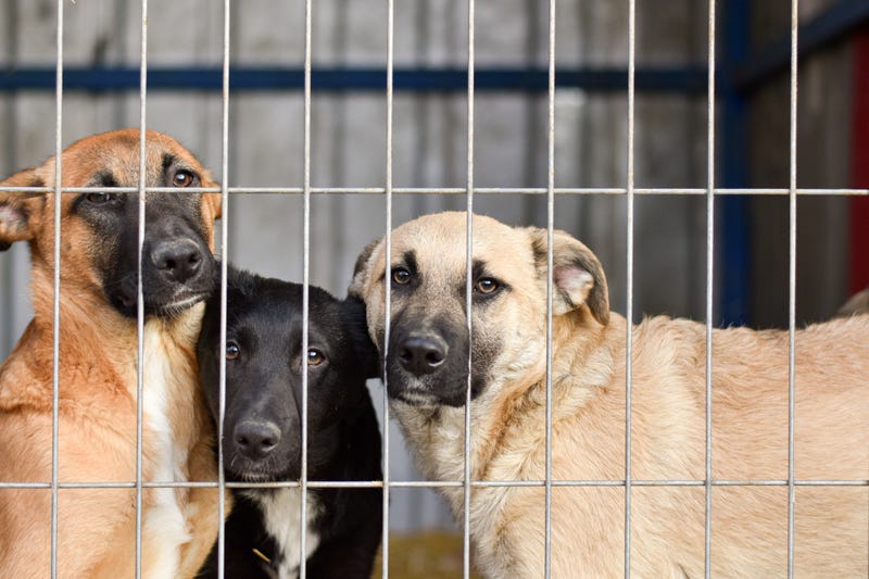 Dogs await adoption at an animal shelter