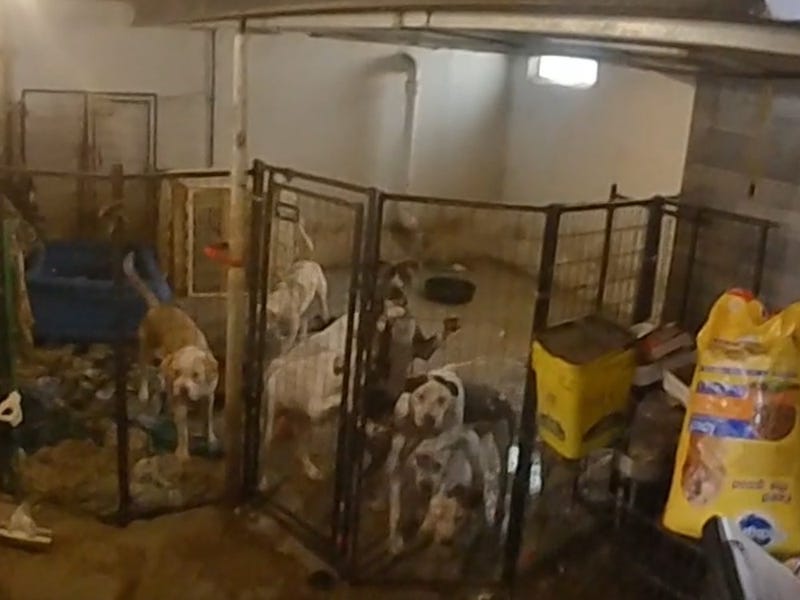 Dogs rescued from Pontiac home