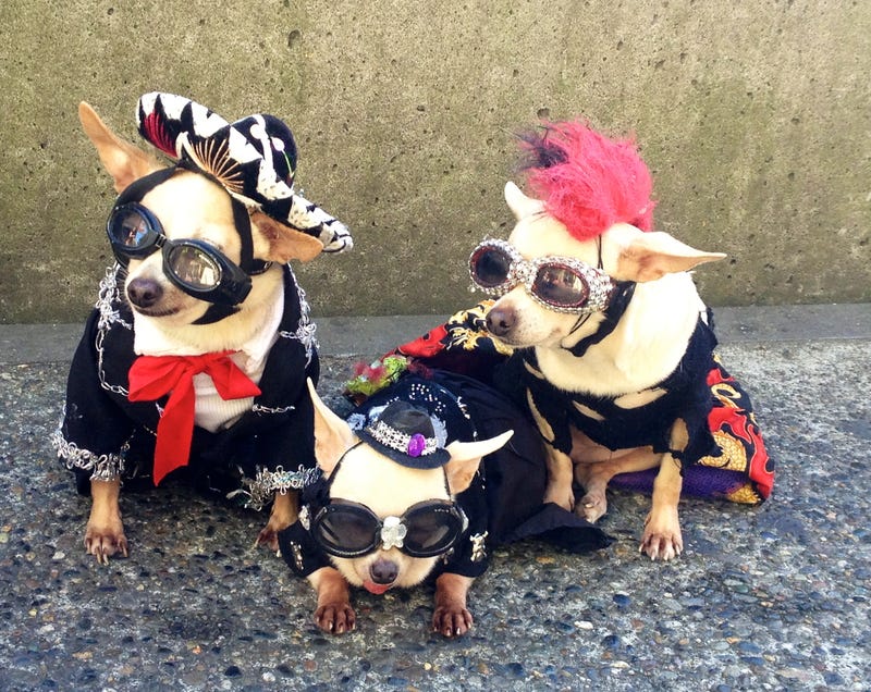 Costumed Dogs