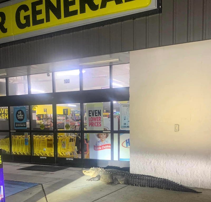 Dollar General Gator