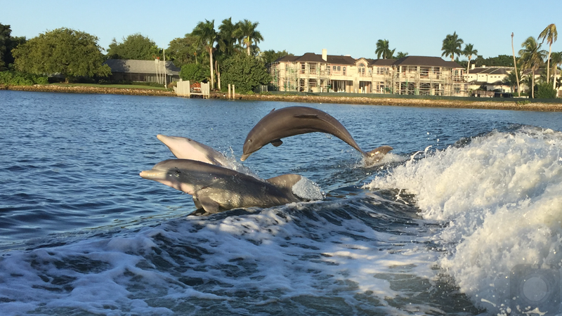 Dolphins