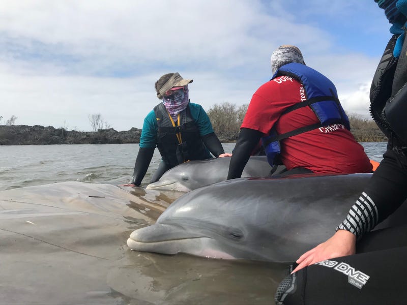 Dolphins