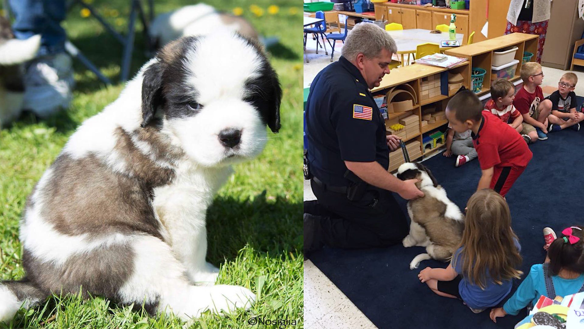 Saint Bernard Puppy ‘Officer Donut’ Is This Massachusetts Police Department’s Newest (and Cutest) Recruit