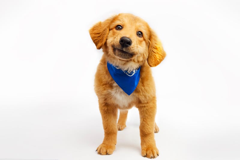 Puppy Bowl 2025
