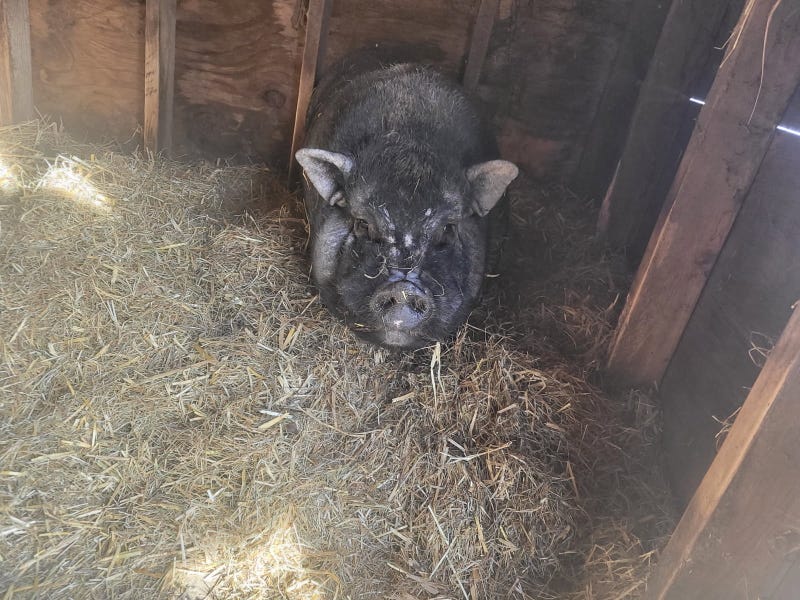 A self-proclaimed animal sanctuary on Long Island was arraigned on 112 counts of animal neglect.