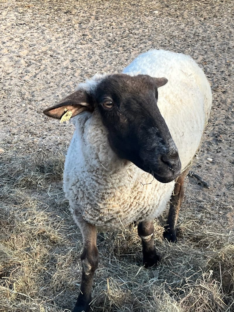 A self-proclaimed animal sanctuary on Long Island was arraigned on 112 counts of animal neglect.