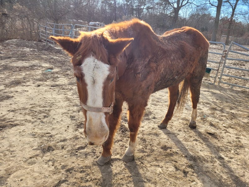 A self-proclaimed animal sanctuary on Long Island was arraigned on 112 counts of animal neglect, Suffolk County District Attorney Raymond A. Tierney announced Friday.