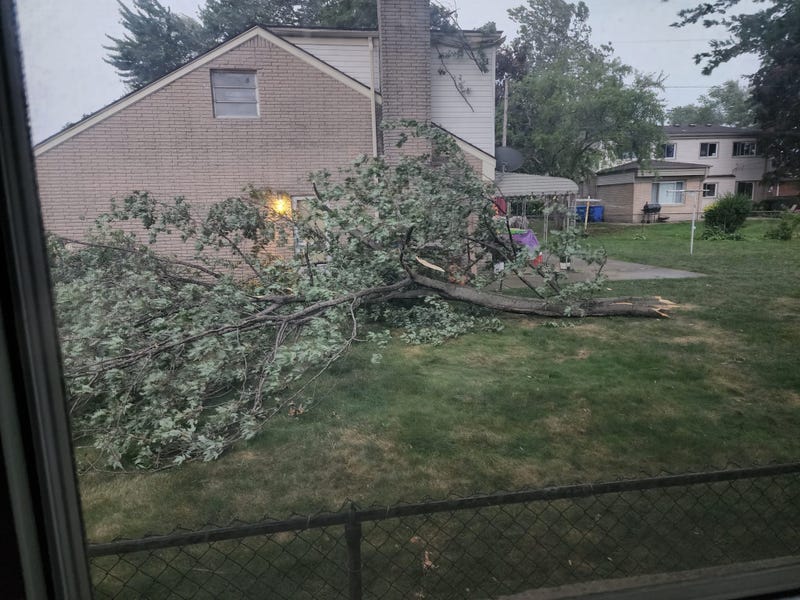 Downed tree branch in Warren.
