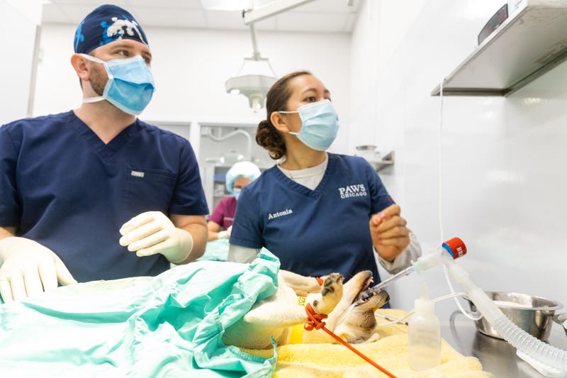 PAWS Chicago to unveil $9 million medical facility expansion in Little Village