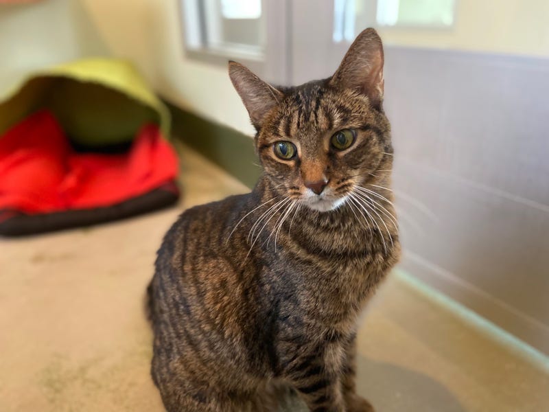 cat adoption