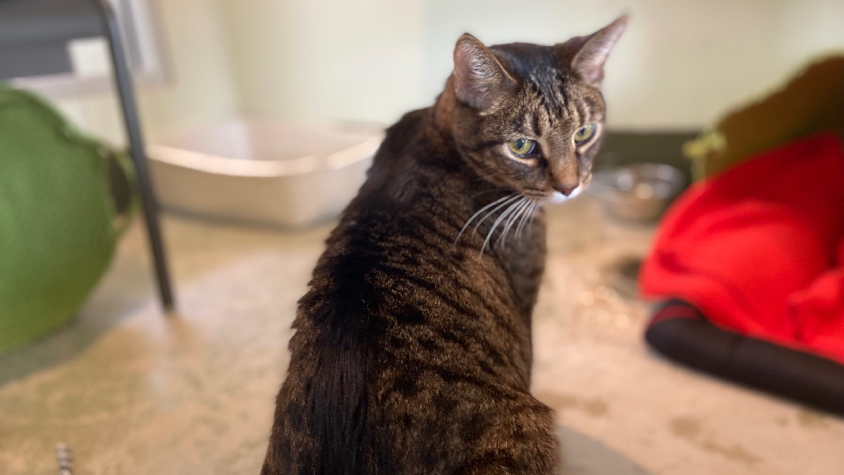 This gentle kitty loves the simple things in life
