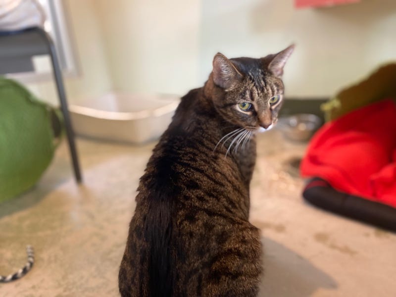 cat adoption