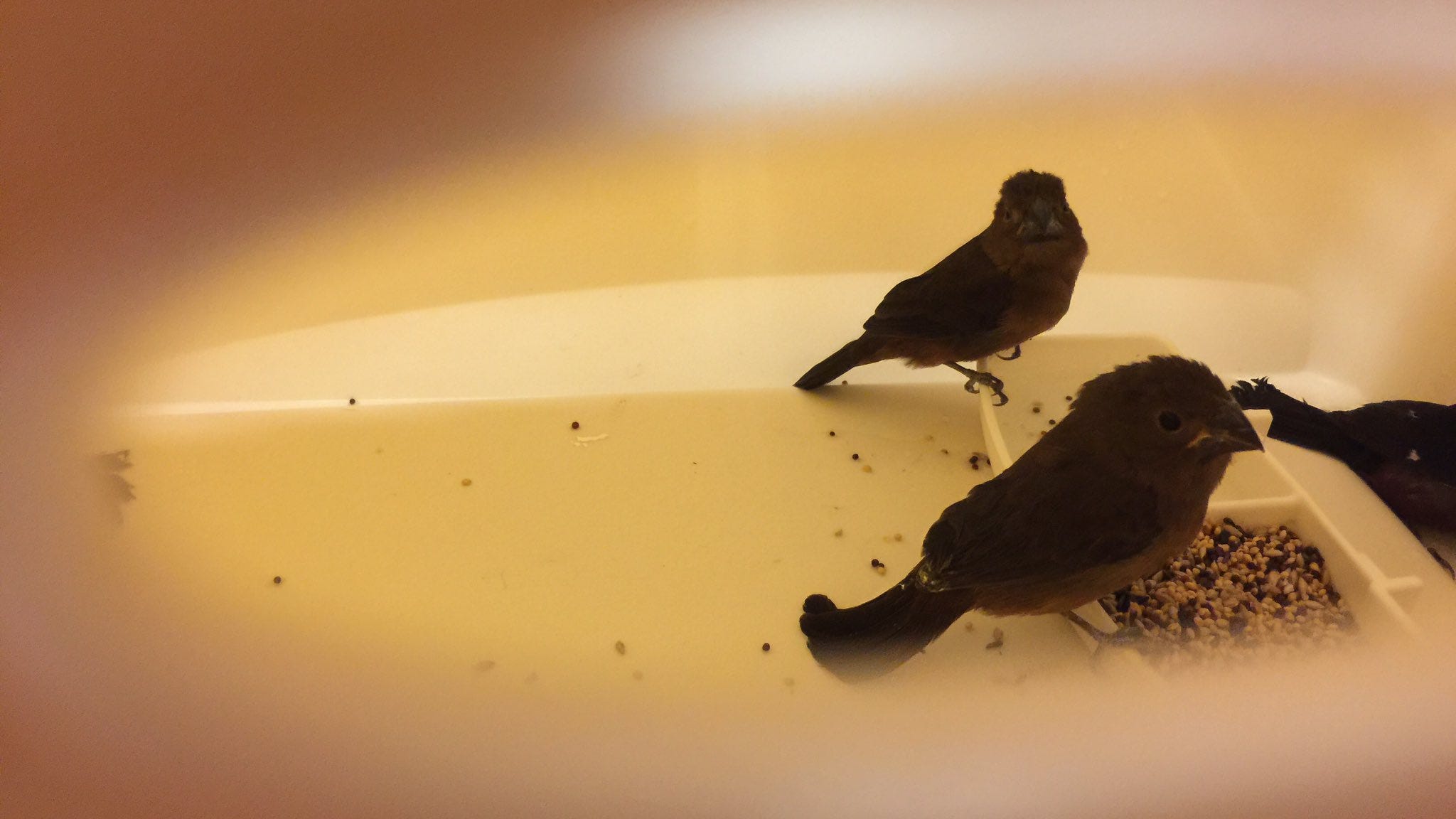 NYC 'finch-smuggling kingpin' gets year in prison, vows to 'stay away' from 'trouble' birds