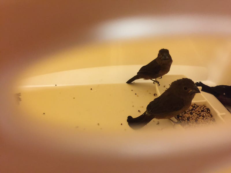 Insaf Ali was busted in 2018 for smuggling finches through JFK Airport