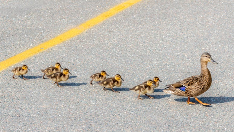 Watch Richardson police officer save family of ducks crossing the road
