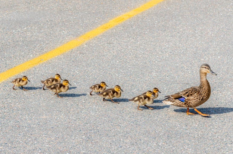 Ducks