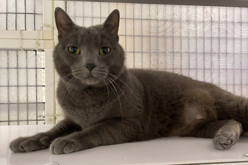 Duff the cat