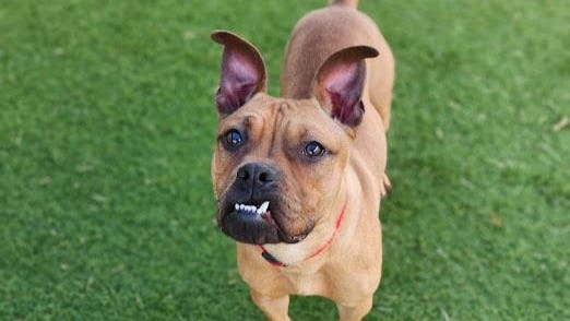 Canine Corner: Duke