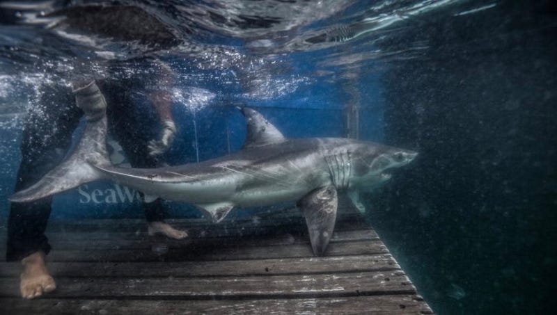 @OCEARCH