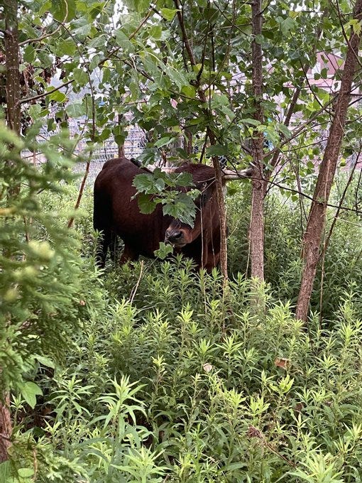 Two Lake County, Illinois Sheriff's Deputies played the role of cattle rustlers as they corralled a bull that escaped from a property in Beach Park overnight.