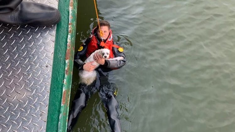 PHOTOS: Police rescue man who jumped into river to save dog