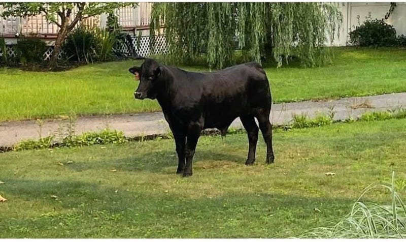 Loose bull on Long Island