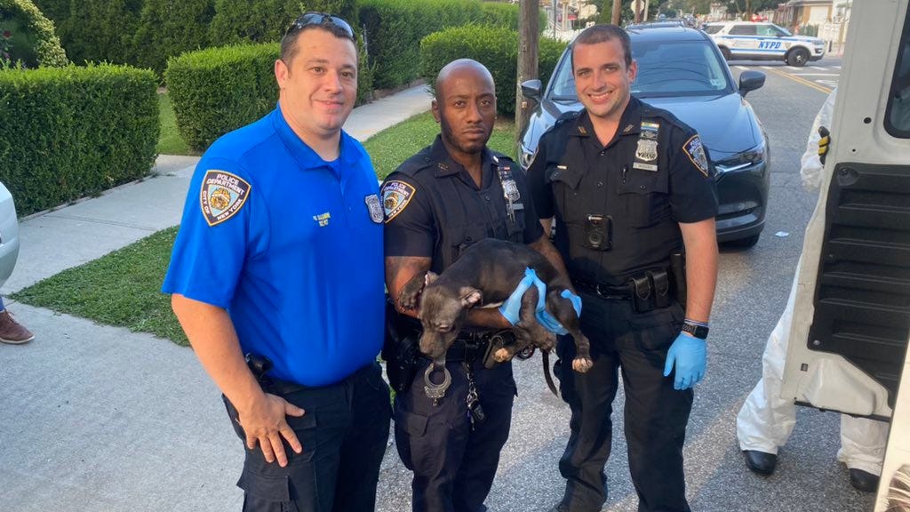 Dozens of dogs rescued from 'inhumane conditions' in Queens, owner charged