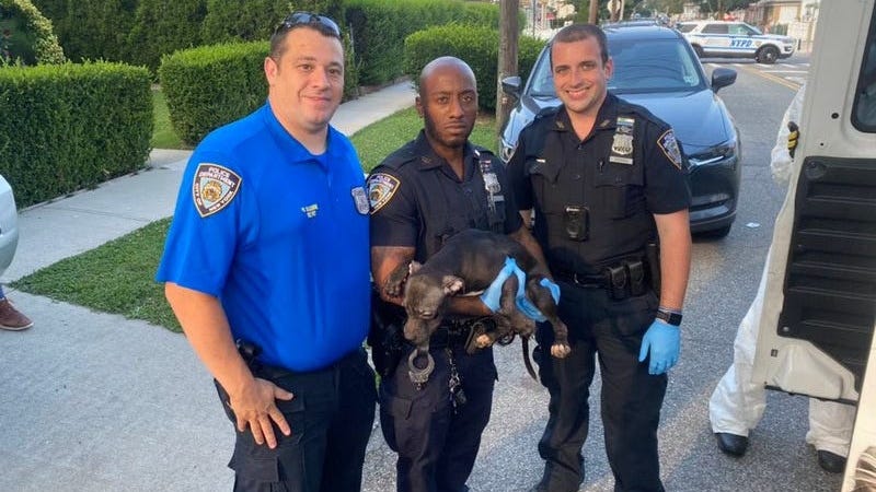 Queens man kept 27 pit bulls in 'dungeon-like' cages, made them fight: DA