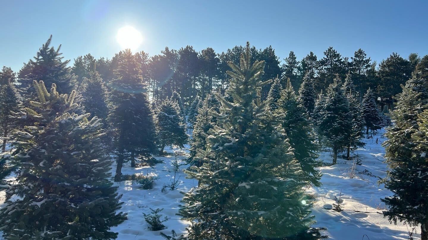 Christmas tree farms adjust to easing pandemic demand, higher prices